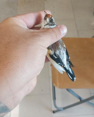 cardellina