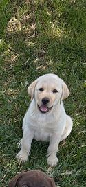 Labrador retrievers