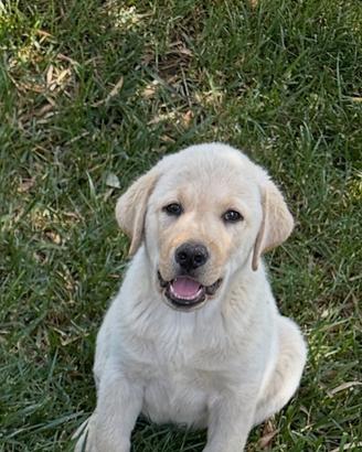 Labrador retrievers