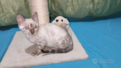 Bengala snow Lynx maschietto