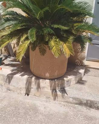 piante