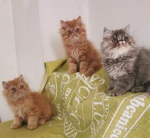 Cuccioli persiani