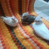 Pulli calopsite albine