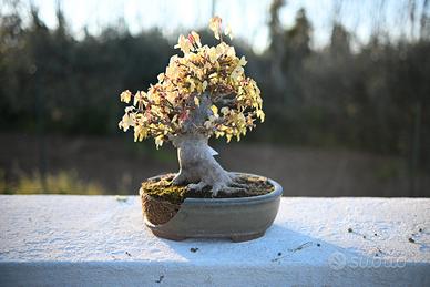 Bonsai Kaede Shohin