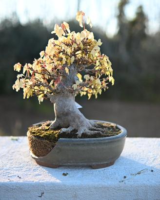 Bonsai Kaede Shohin