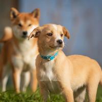 Cucciolo maschio shiba inu mix