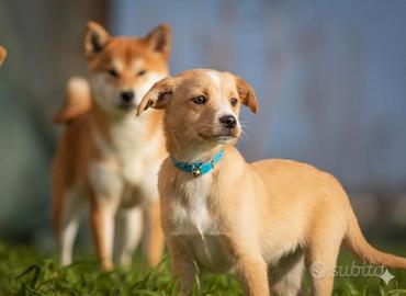 Cucciolo maschio shiba inu mix