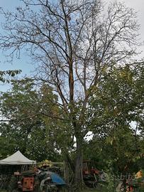 albero di noce 