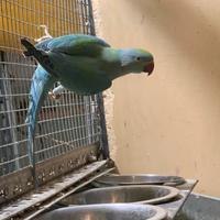 Parrocchetti dal collare