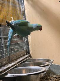 Parrocchetti dal collare