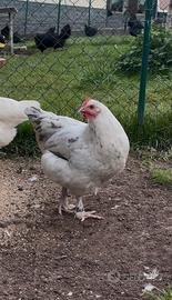 Galline marans