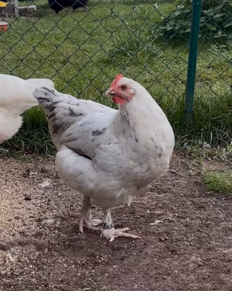 Galline marans