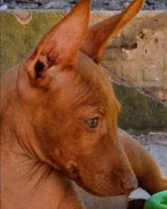 Cirneco dell etna