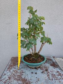 Bonsai olmo multitronco