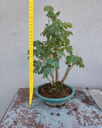 Bonsai olmo multitronco