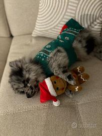 Cucciolo Pomerania 6 mesi