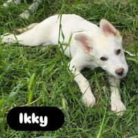 Ikki taglia media in adozione