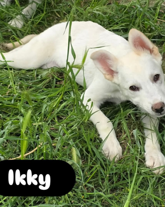 Ikki taglia media in adozione