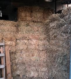 Balle di fieno annata 2025