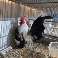 Galline serama