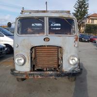 Om tigrotto cassonato