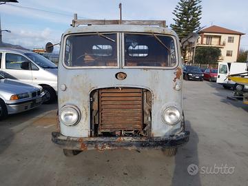 Om tigrotto cassonato