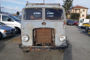 Om tigrotto cassonato