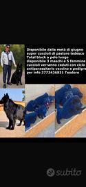 Cuccioli di pastore tedescoTotal black