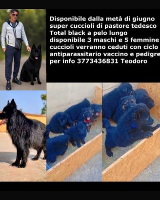 Cuccioli di pastore tedescoTotal black