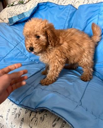 Cuccioli di Barboncino