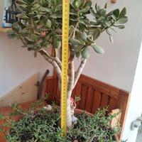 Albero di giada in ciottola