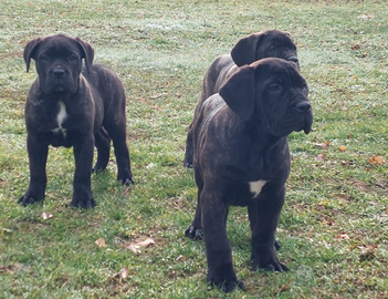 Cane corso