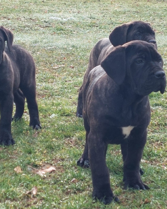 Cane corso