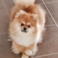 Pomerania per Accoppiamento