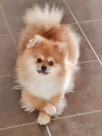 Pomerania per Accoppiamento