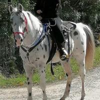 Appaloosa maschio 17 anni per passeggiate