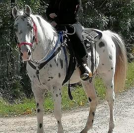 Appaloosa maschio 17 anni per passeggiate