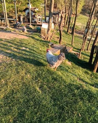 Gallo Amrock