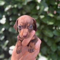 Cuccioli di bassotto kaninchen / piccolo nano