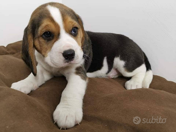 Beagle