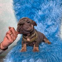 Bulldog francese fluffy e big rope alta genealogia