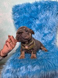 Bulldog francese fluffy e big rope alta genealogia