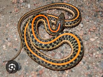 Serpente giarrettiera