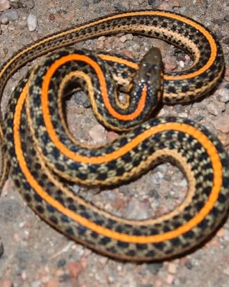 Serpente giarrettiera
