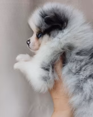 Spitz di Pomerania femmina occhi azzurri