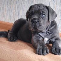 Cuccioli cane corso XXL con PEDIGREE