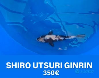 Koi shiro utsuri