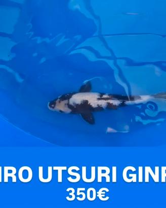 Koi shiro utsuri