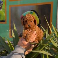 Cuccioli di barboncini