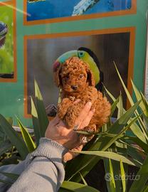 Cuccioli di barboncini